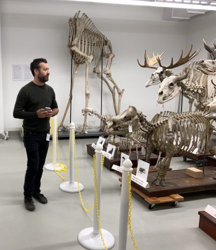 Man standing in front of large animal skeletons at museum